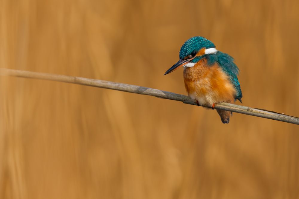 The young kingfishers have to hunt for fish themselves just a few days after flying out.