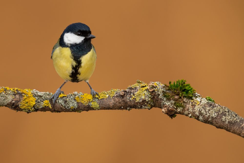 More images of this bird