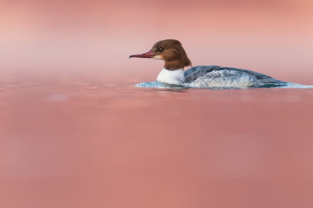 More images of this bird
