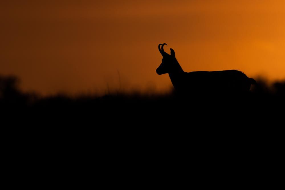 Die Silhouette eines Gamsbocks bei Sonnenaufgang.