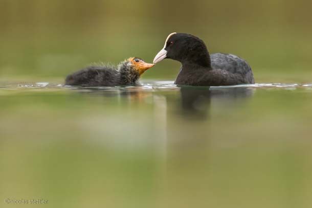 A coot feeding its chick.