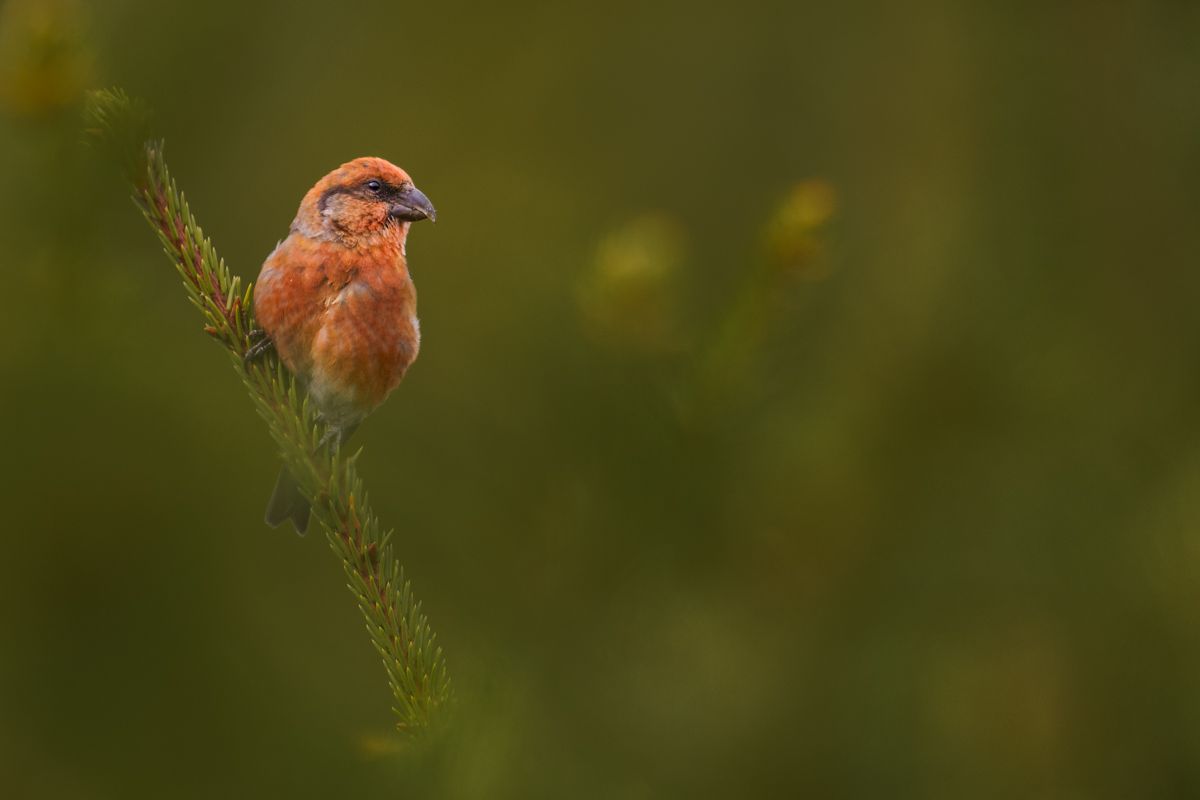 Gallery of songbirds, photographed by nature photographer Nicolas Stettler.