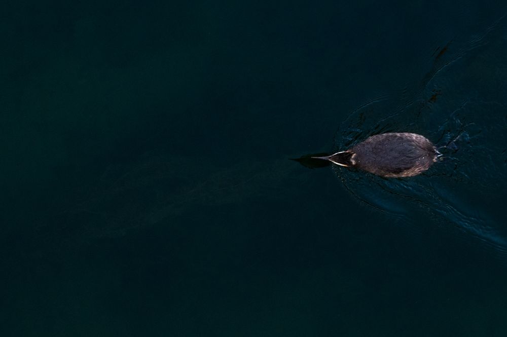 More images of this bird