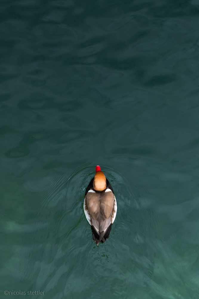 Red-crested pochard (Netta rufina) from above