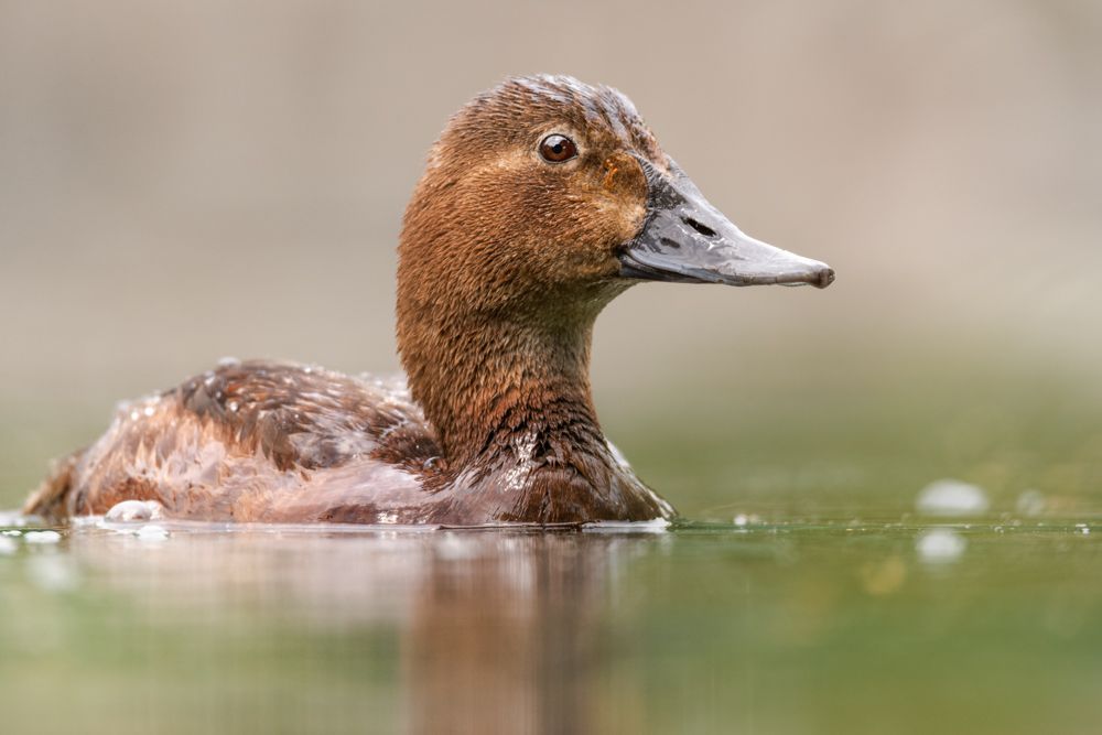 Female pochards are brown to grey and have a short light stripe around the eyes.