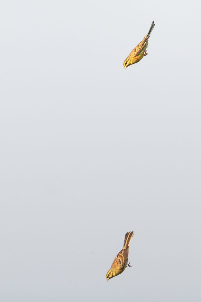 Weitere Fotos des Vogels