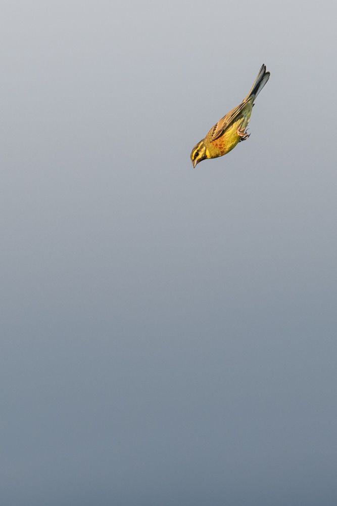 Weitere Fotos des Vogels
