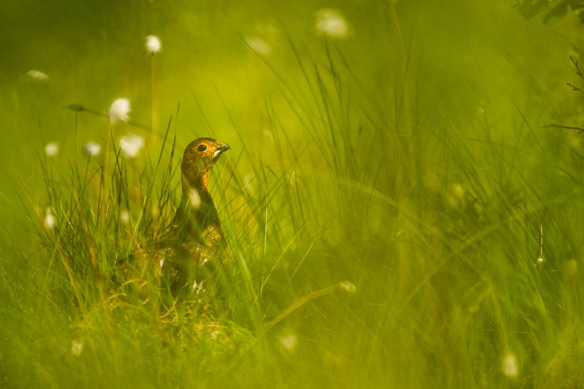 Galerie von diversen Vogelarten, fotografiert von Naturfotograf Nicolas Stettler.