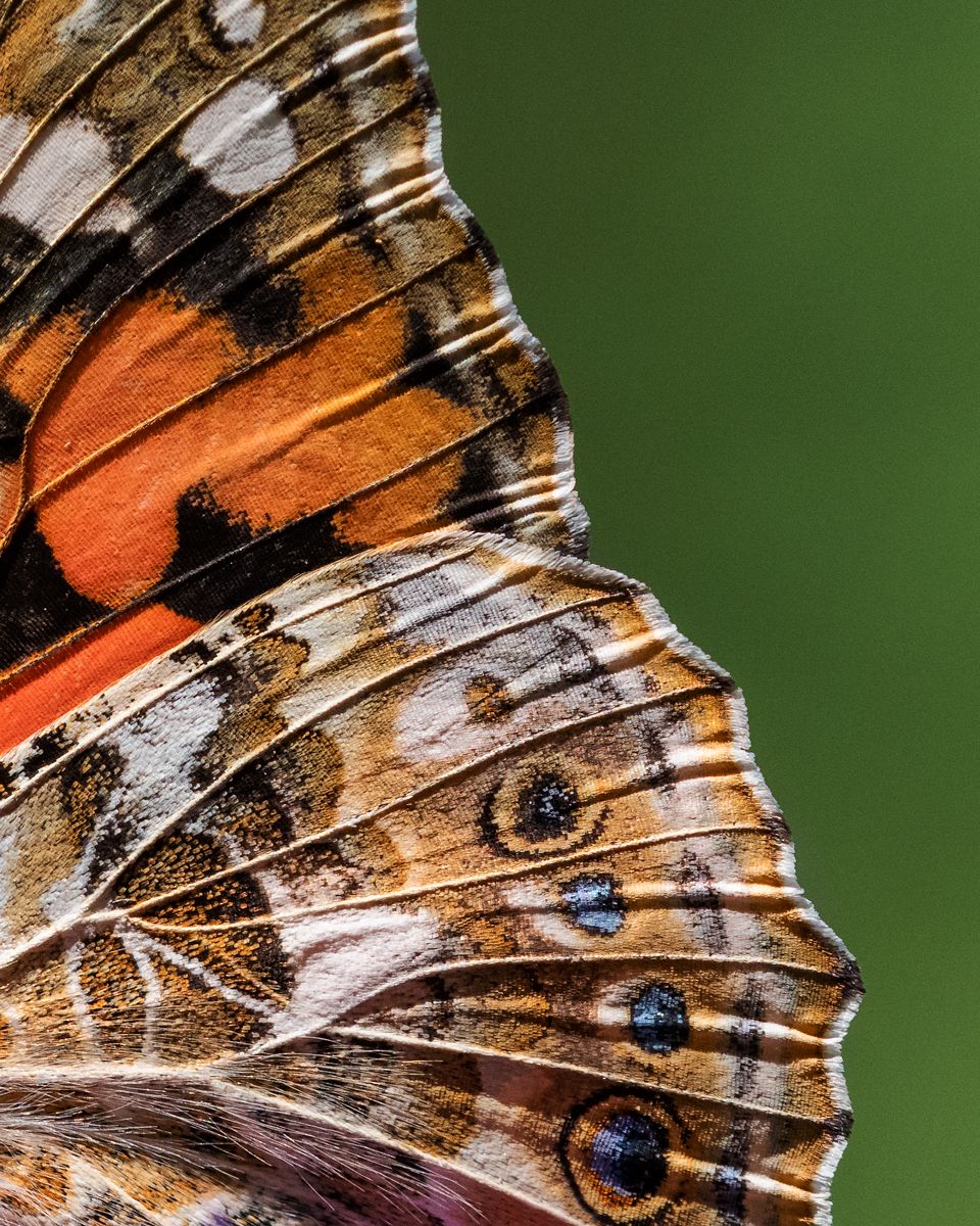 Galerie mit Vogelfotos von Insekten, fotografiert von Naturfotograf Nicolas Stettler..