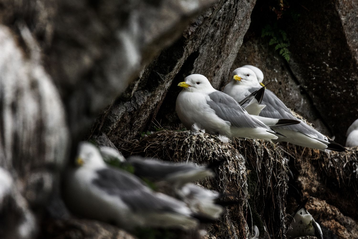 Beispielfotos von der Neusiedlersee Reise mit Birdingtours und Nikon.