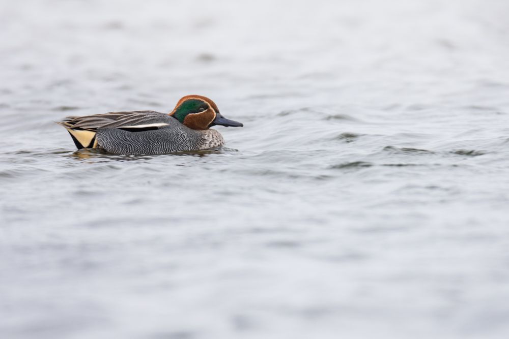 Common teals breed in rather small waters. During the breeding season the teal is very secretive and difficult to observe.