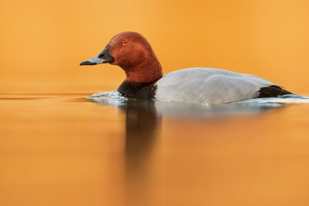 Male pochards are relatively easy to identify.