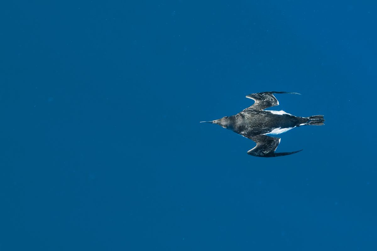 Galerie mit Vogelfotos von Seevögelb, fotografiert von Naturfotograf Nicolas Stettler..
