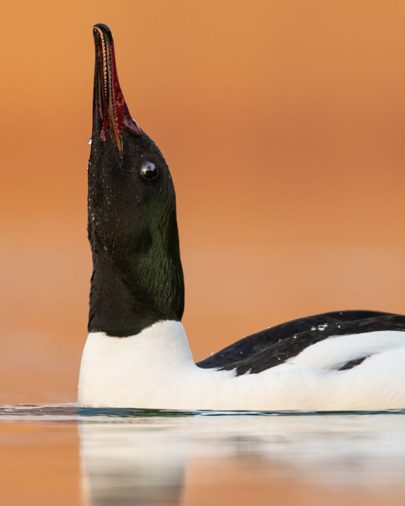 More images of this bird
