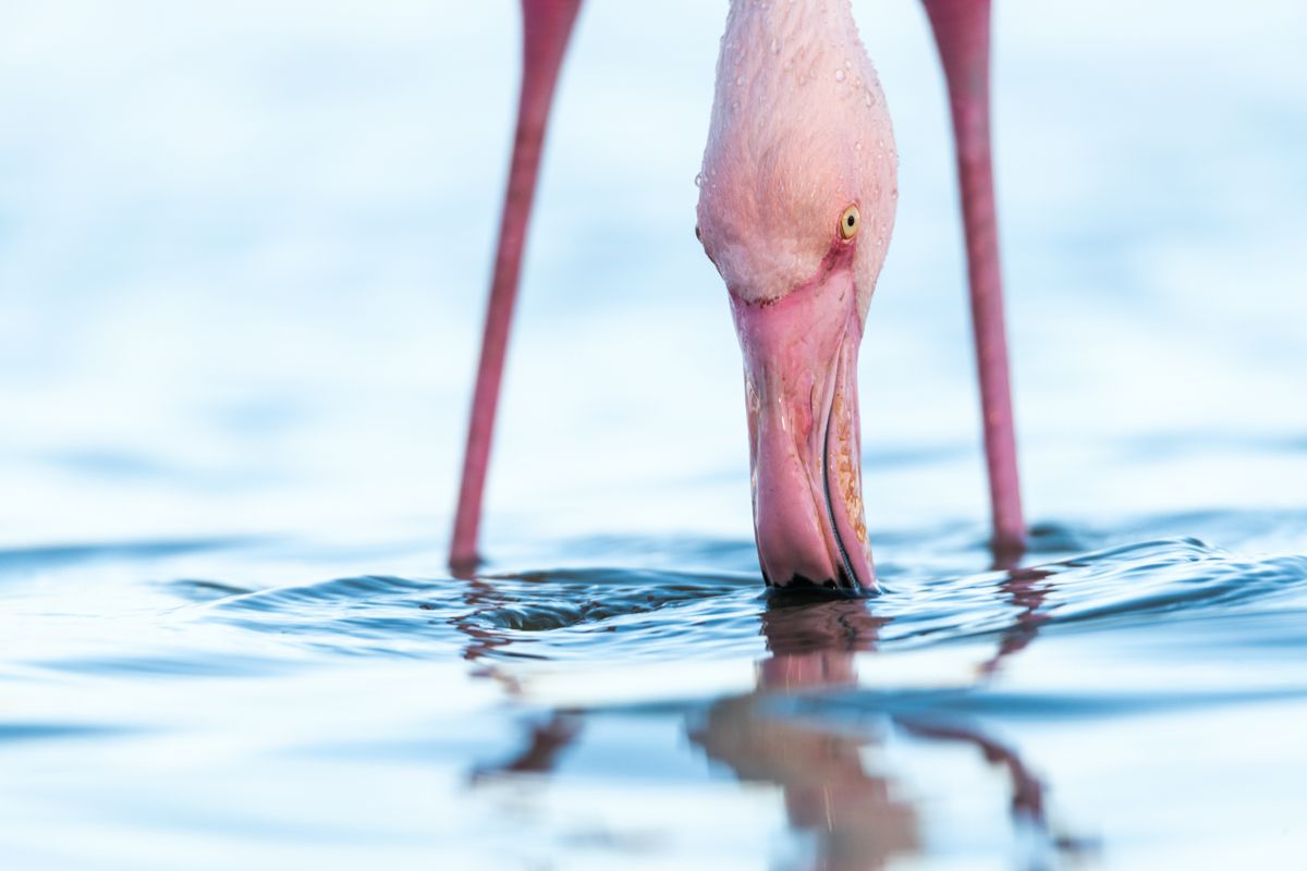 Galerie von diversen Vogelarten, fotografiert von Naturfotograf Nicolas Stettler.