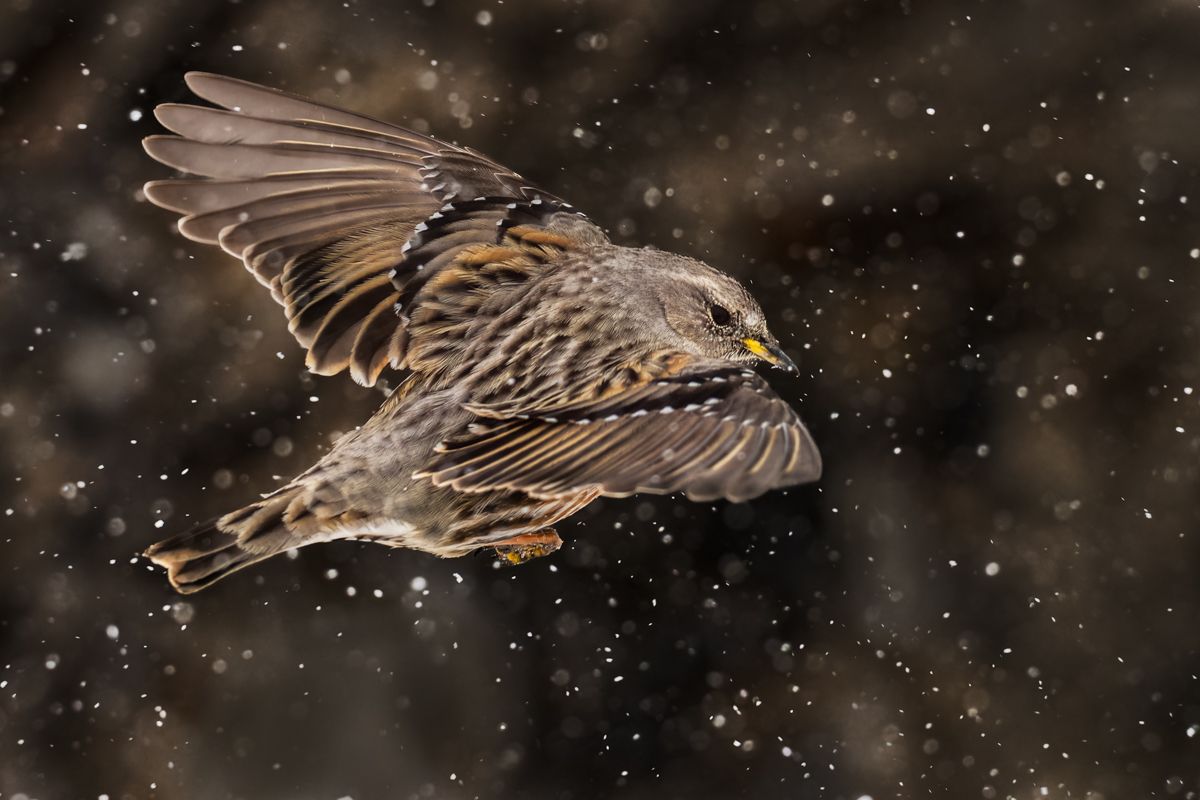 Gallery of songbird images of nature photographer Nicolas Stettler.