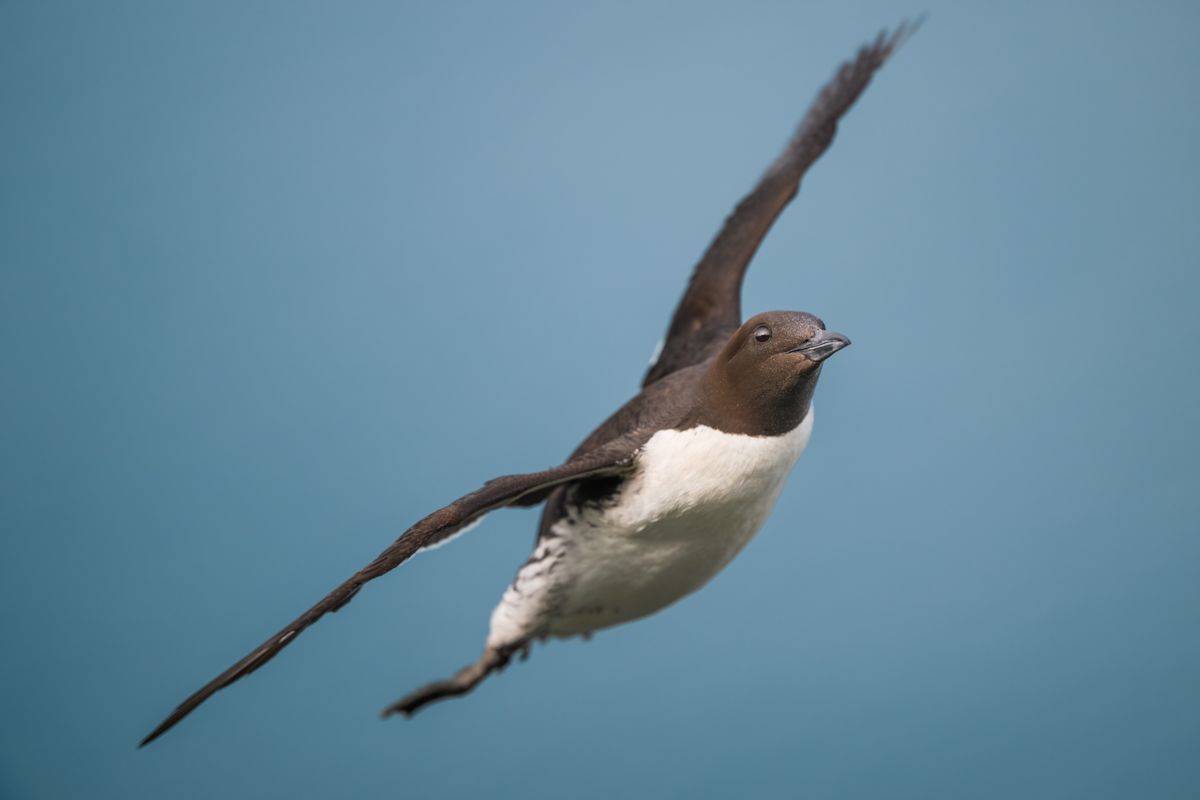 Galerie mit Vogelfotos von Seevögelb, fotografiert von Naturfotograf Nicolas Stettler..