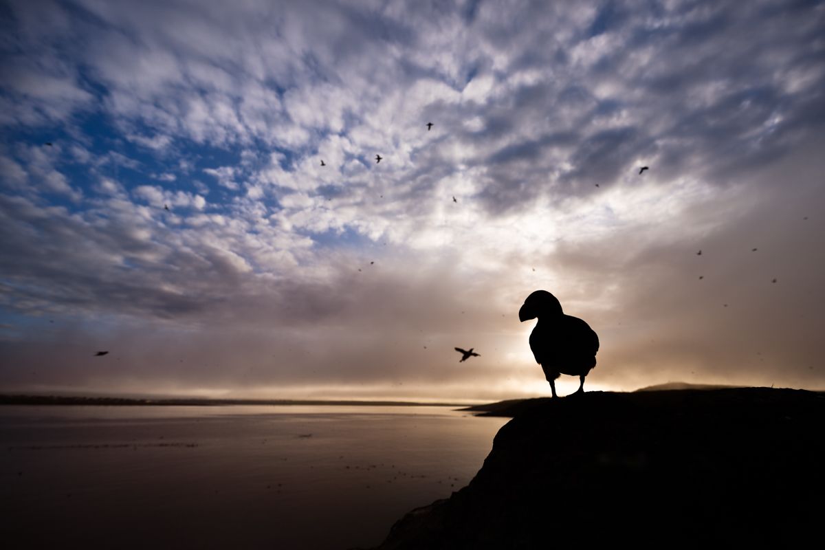 Galerie mit Vogelfotos von Seevögelb, fotografiert von Naturfotograf Nicolas Stettler..