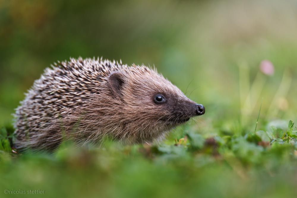 A groundhog in the garden.