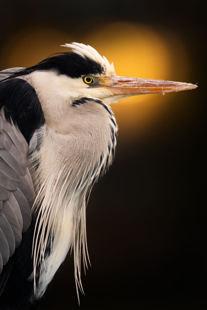 Vogelfotos Beispiele mit der Nikon Z9.
