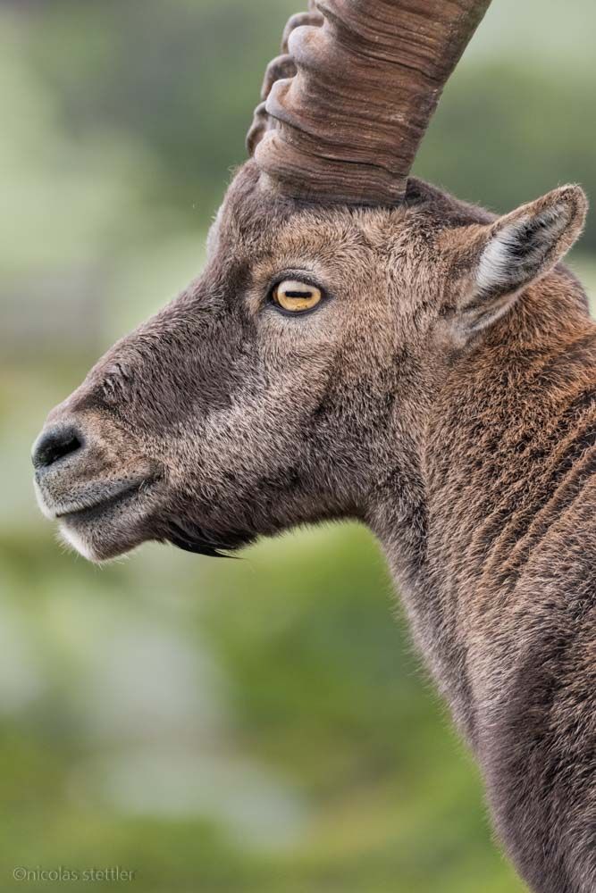 A portait of an alpine ibex.