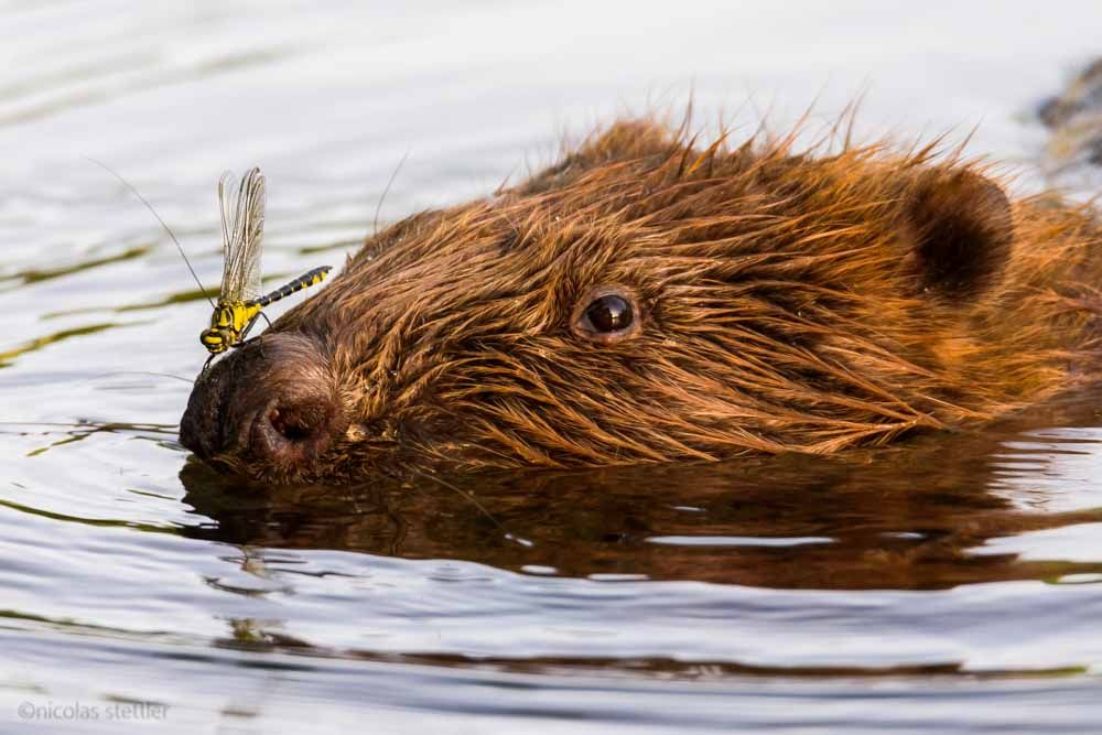 A beaver on a warm evening with a dragonfly on his nose.