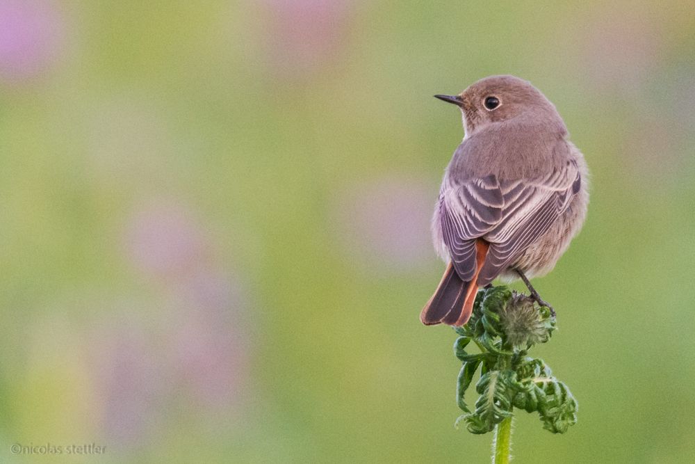 Ein Hausrotschwanz-Weibchen auf einem Feld, nahe einer Siedlung.