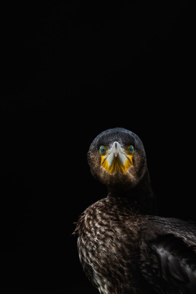 Weitere Fotos des Vogels