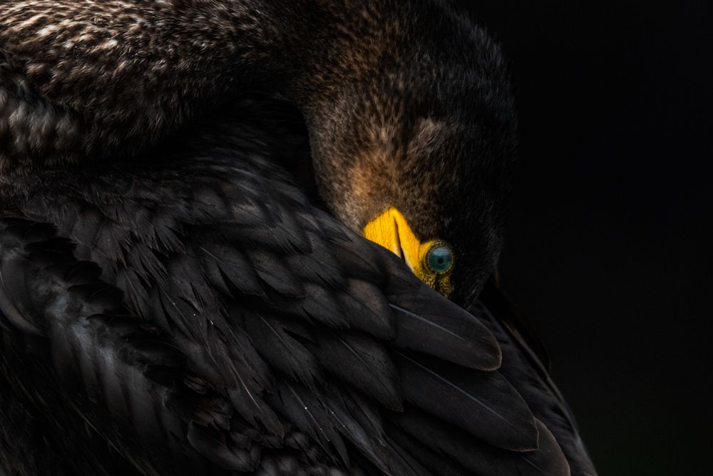 Weitere Fotos des Vogels