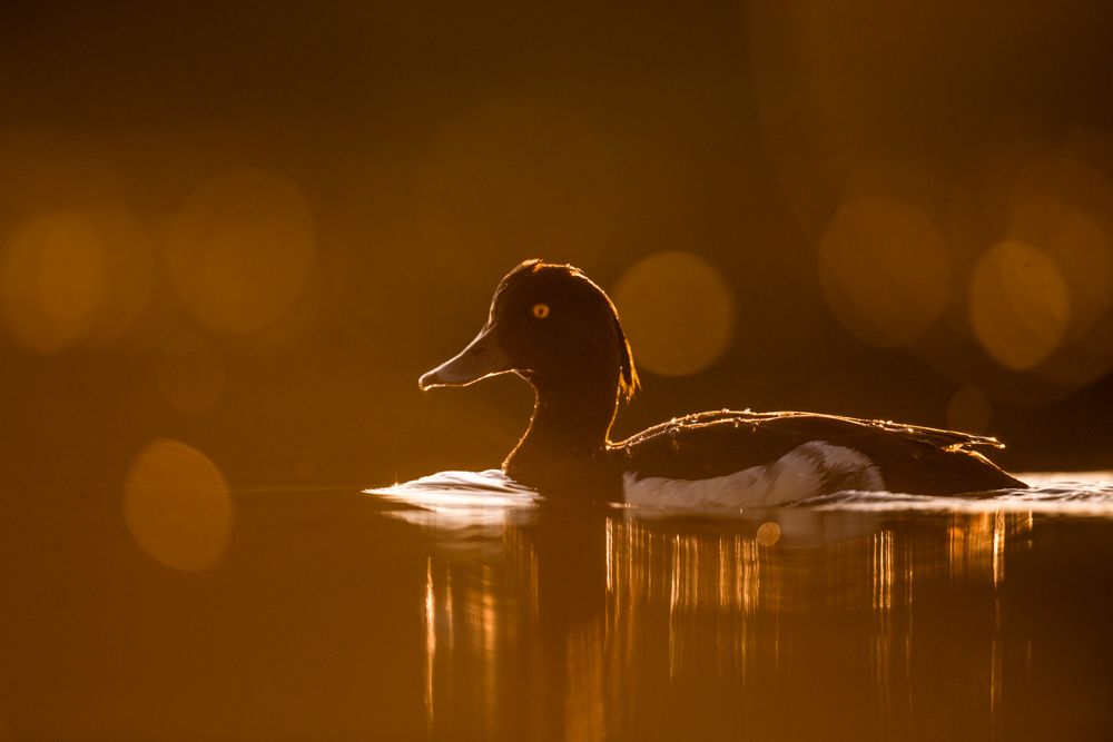 More images of this bird