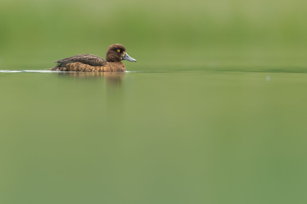 More images of this bird