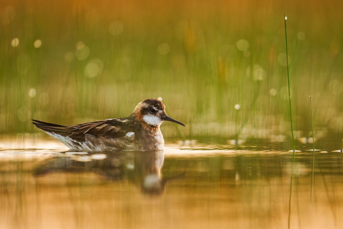 Galerie von diversen Vogelarten, fotografiert von Naturfotograf Nicolas Stettler.