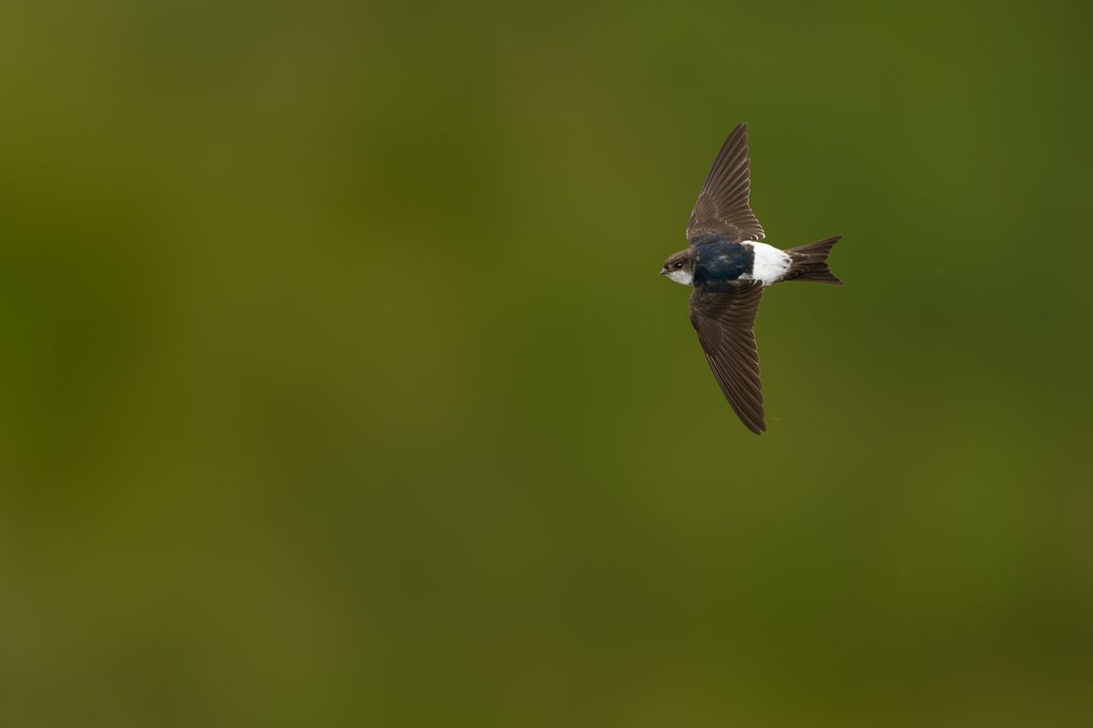 Gallery of swifts and swallows, photographed by nature photographer Nicolas Stettler.