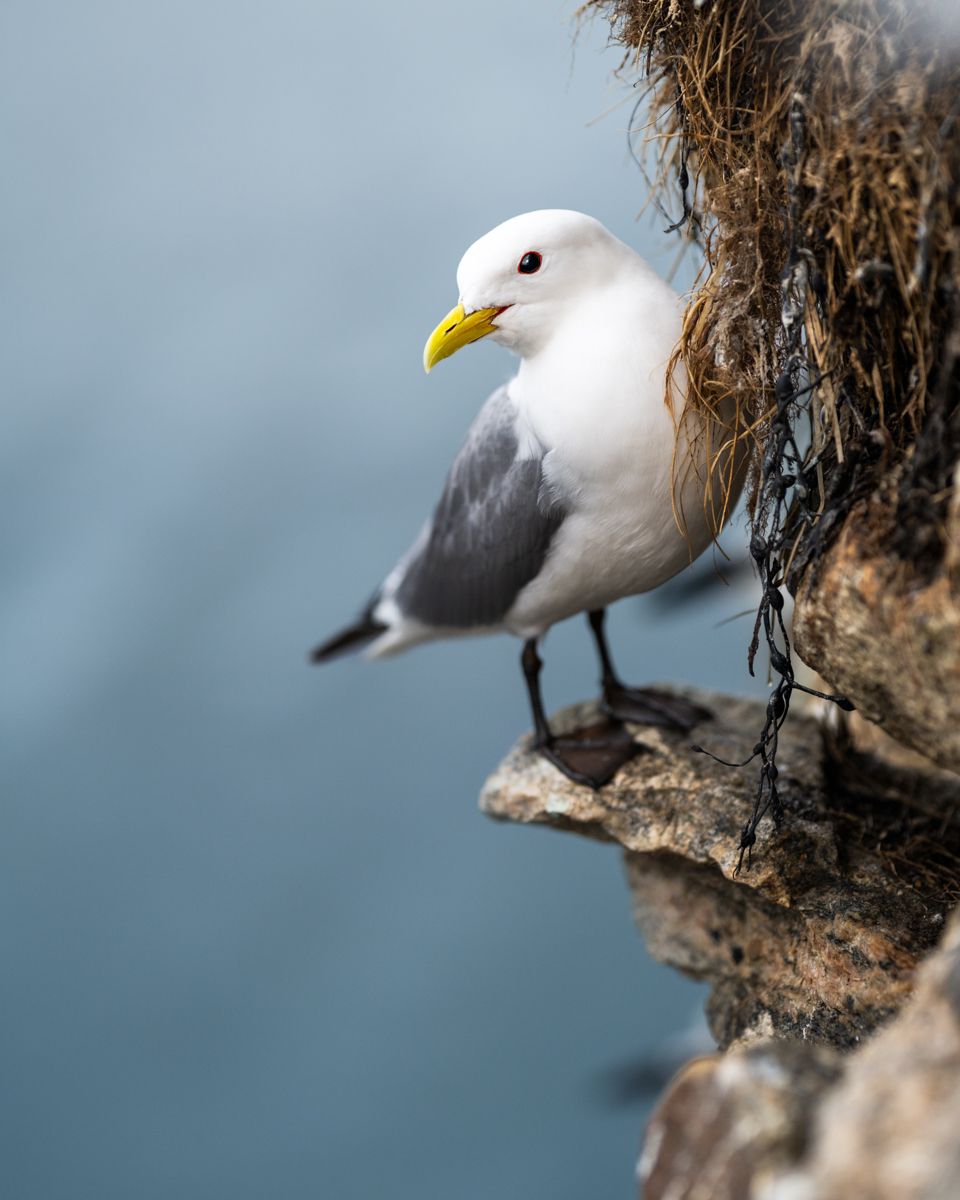 Galerie mit Vogelfotos von Seevögelb, fotografiert von Naturfotograf Nicolas Stettler..