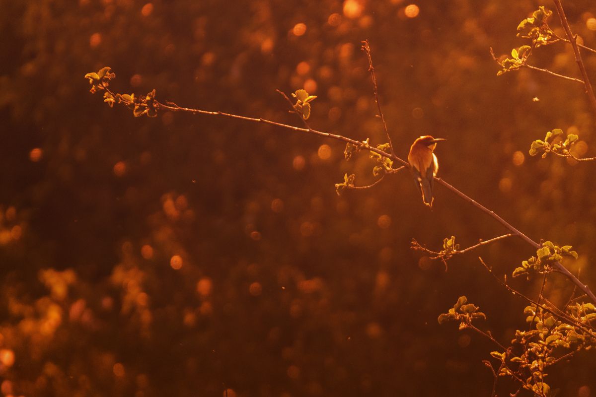 Galerie von diversen Vogelarten, fotografiert von Naturfotograf Nicolas Stettler.