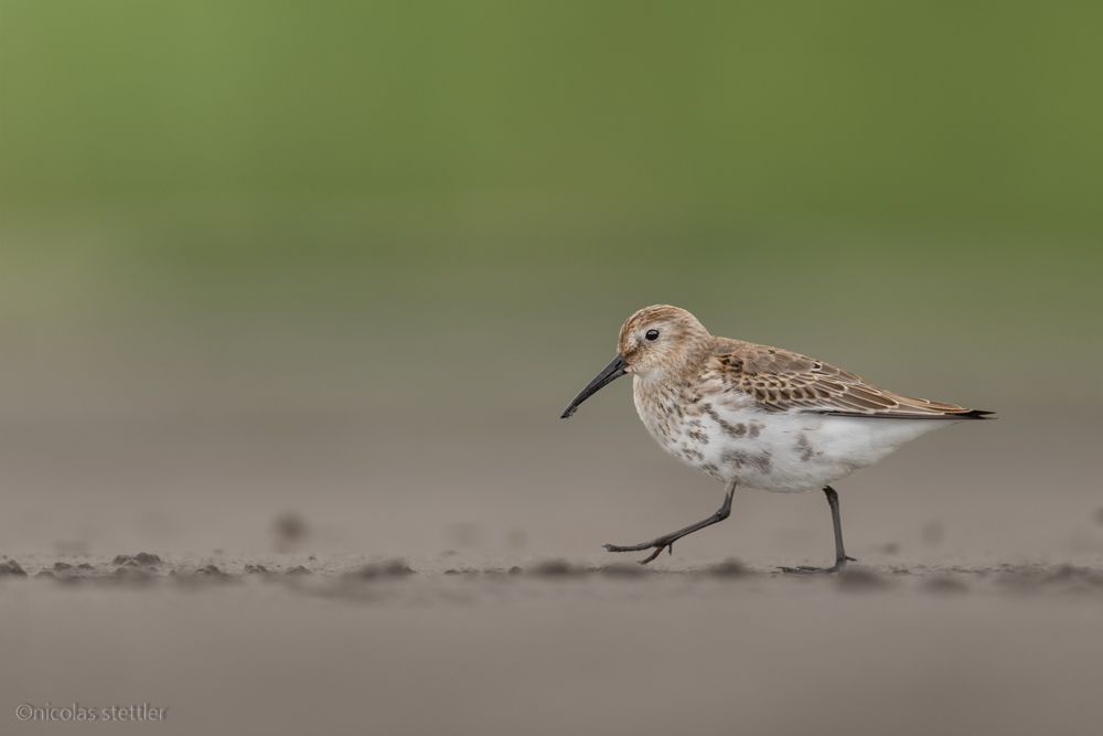 Ein Alpenstrandläufer auf der Nahrungssuche am Strand.