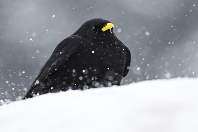 Beispielfotos von der Schweiz im Winter Fotoreise mit Birdingtours und Nikon.